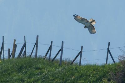 Circate Jean-le-Blanc, Circaetus gallicus