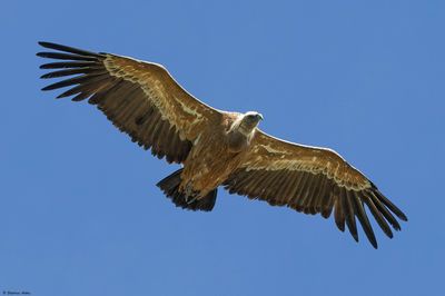 Griffon Vulture / Vautour fauve, Gyps fulvus, Suisse / 2023