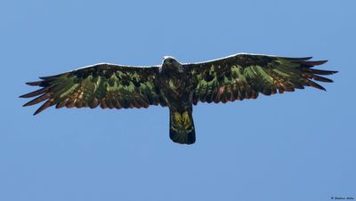 Aigle royal, Aquila chrysaetos