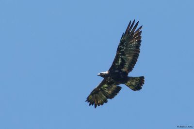 Aigle royal, Aquila chrysaetos