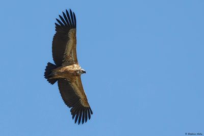 Vautour fauve, Gyps fulvus