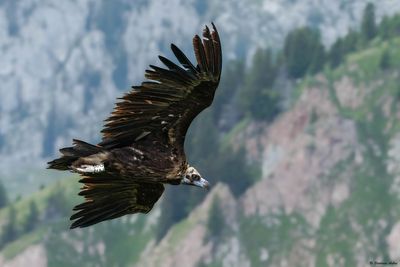  Black Vulture / Vautour moine, Aegypius monachus, Suisse / 2023