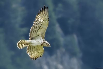Circate Jean-le-Blanc, Circaetus gallicus