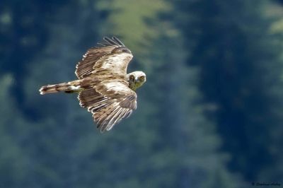 Circate Jean-le-Blanc, Circaetus gallicus