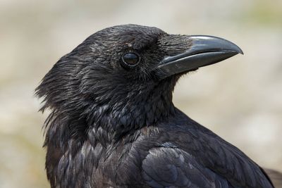 Corneille noire, Corvus corone