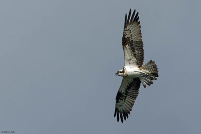 Balbuzard pcheur, Pandion haliaetus