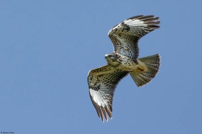 Buse variable, Buteo buteo