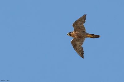 Faucon pèlerin, Falco peregrinus brookei