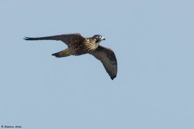Faucon plerin, Falco peregrinus brookei