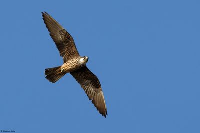 Faucon d'Elonore, Falco eleonorae