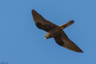 Faucon d'Elonore, Falco eleonorae