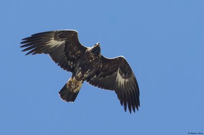 Aigle royal, Aquila chrysaetos