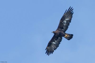 Aigle royal, Aquila chrysaetos