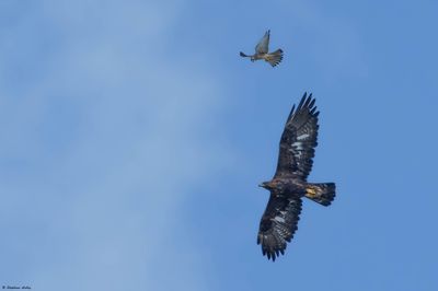 Golden Eagle / Aigle royal, Aquila chrysaetos, Berne, CH, summer / t 2023