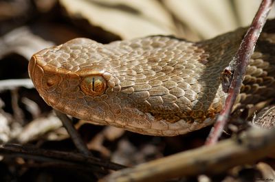 Vipera aspis, 19.09.2023