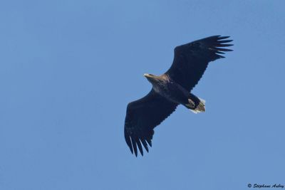 White-tailed Sea-eagle / Pygargue à queue blanche