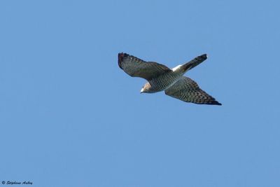 Epervier  pieds courts, Accipiter brevipes