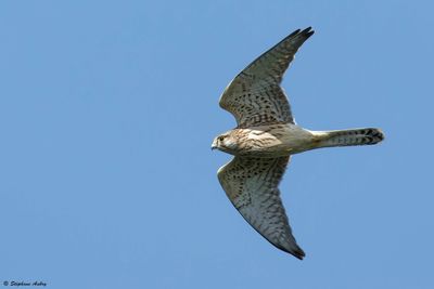 Faucon crcerelle, Falco tinnunculus