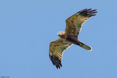 Busard des roseaux, Circus aeruginosus