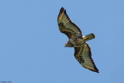 Buse des steppes, Buteo buteo vulpinus