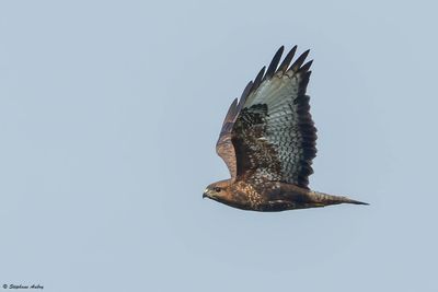 Buse des steppes, Buteo buteo vulpinus