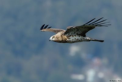 Circate Jean-le-Blanc, Circaetus gallicus