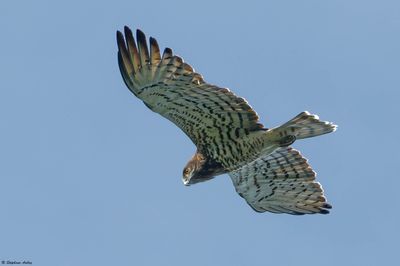 Short-toed Snake Eagle / Circate Jean-le-Blanc, Circaetus gallicus, Batumi, Gorgie, 2023