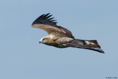 Circate Jean-le-Blanc, Circaetus gallicus