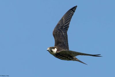 Faucon hobereau, Falco subbuteo