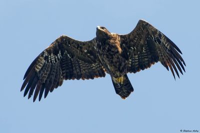 Steppe Eagle / Aigle des steppes, Aquila nipalensis, Batumi, Gorgie, 2023