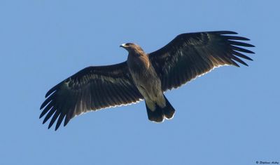 Greater Spotted Eagle / Aigle criard, Clanga clanga, Batumi, Gorgie, 2023