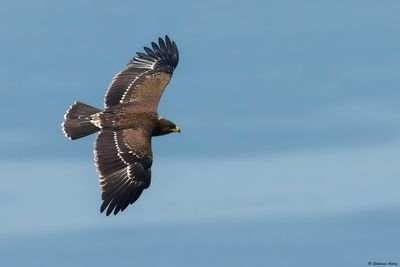 Lesser Spotted Eagle / Aigle pomarin, Clanga pomarina, Batumi, Gorgie, 2023