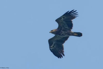 Aigle pomarin, Clanga pomarina