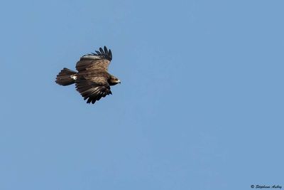 Aigle pomarin, Clanga pomarina