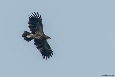 Aigle pomarin, Clanga pomarina