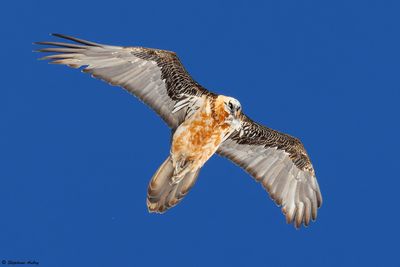 Gypate barbu, Gypaetus barbatus