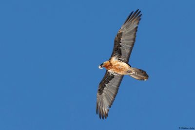 Gypate barbu, Gypaetus barbatus