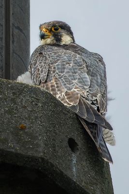Faucon plerin, Falco peregrinus 