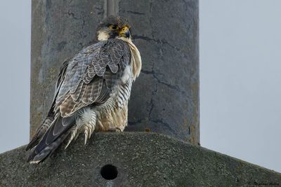 Faucon pèlerin, Falco peregrinus