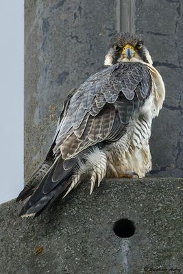 Faucon plerin, Falco peregrinus 