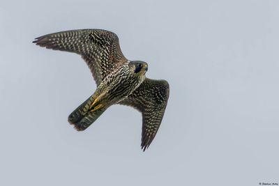 Faucon pèlerin, Falco peregrinus peregrinus