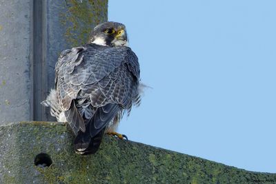 Faucon pèlerin, Falco peregrinus