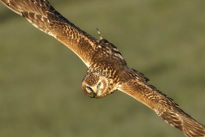 Hen Harrier / Busard St-Martin, Circus cyaneus, Suisse / hiver 2023/24