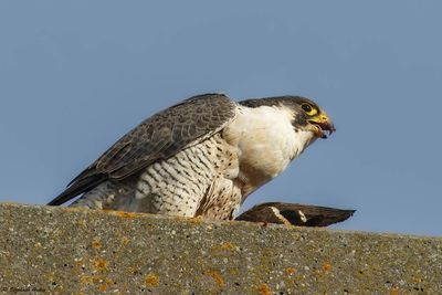 Faucon plerin, Falco peregrinus