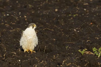 Faucon plerin, Falco peregrinus