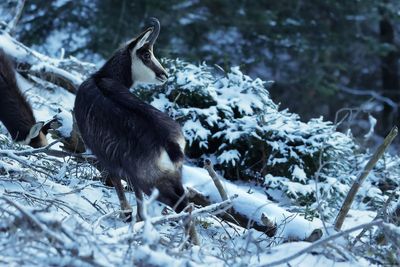 Chamois, Rupicapra rupicapra