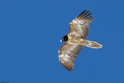 Gypate barbu, Gypaetus barbatus