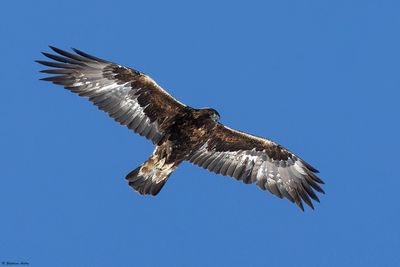 Golden Eagle / Aigle royal, Aquila chrysaetos, Valais, CH, 2024