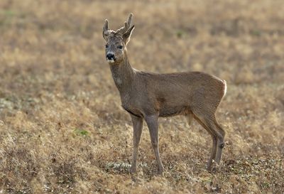 Chevreuil, Capreolus capreolus