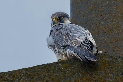 Faucon plerin, Falco peregrinus, 3/4 a.c., 15.11.23 - 03.03.24